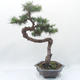Venkovní bonsai -Larix decidua - Modřín opadavý - 3/6