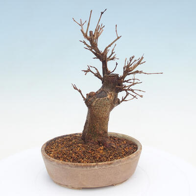 Venkovní bonsai - Javor Buergerianum - Javor Burgerův - 3