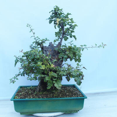 Venkovní bonsai - Hloh jednosemenný - Crataegus monogyna - 3
