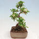 Venkovní bonsai-Pyracanta Teton -Hlohyně - 3/4