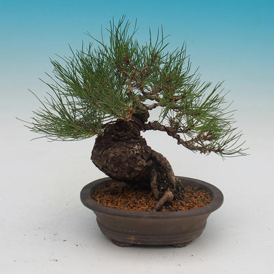 Pinus densi flora- Borovice - 3