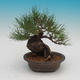 Pinus densi flora- Borovice - 3/4
