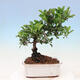 Venkovní bonsai - Malus sargentii -  Maloplodá jabloň - 3/6