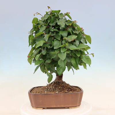 Venkovní bonsai -Carpinus Coreana - Habr korejský - 3