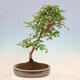 Venkovní bonsai -Carpinus Coreana - Habr korejský - 3/4