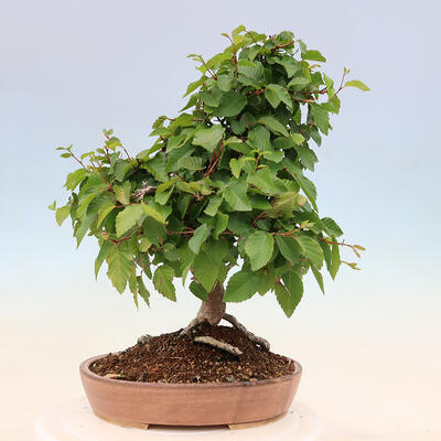 Venkovní bonsai -Carpinus Coreana - Habr korejský - 3
