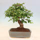 Venkovní bonsai -Carpinus Coreana - Habr korejský - 3/5