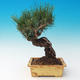 Venkovní bonsai-Pinus thunbergii - Borovice thunbergova - 3/3