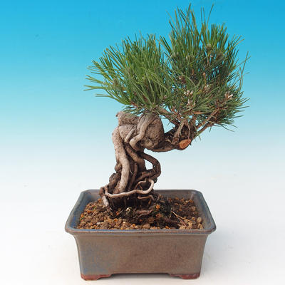 Venkovní bonsai-Pinus thunbergii - Borovice thunbergova - 3