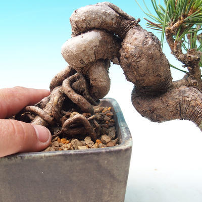 Venkovní bonsai-Pinus thunbergii - Borovice thunbergova - 3