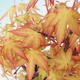 Venkovní bonsai - Javor dlanitolistý oranžový - Acer palmatum KATSURA - 3/3