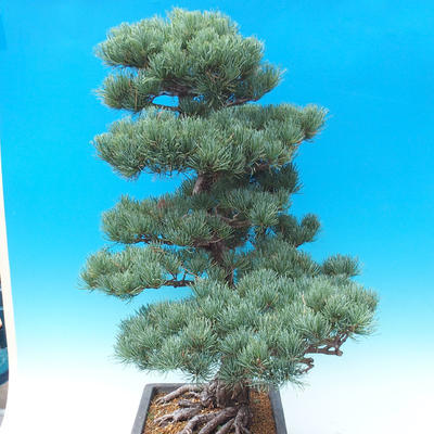 Venkovní bonsai - Pinus parviflora - Borovice drobnokvětá - 3