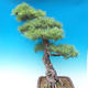 Venkovní bonsai - Pinus parviflora - Borovice drobnokvětá - 3/4