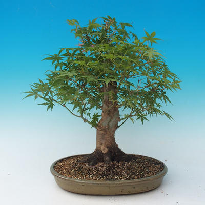 Venkovní bonsai - Acer palmatum-Javor dlanitolistý - 3