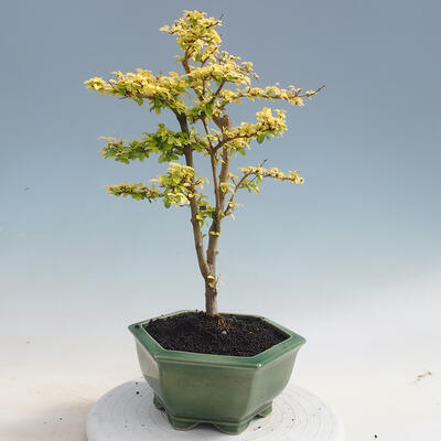 Pokojová bonsai -Ligustrum Aurea - Ptačí zob - 3