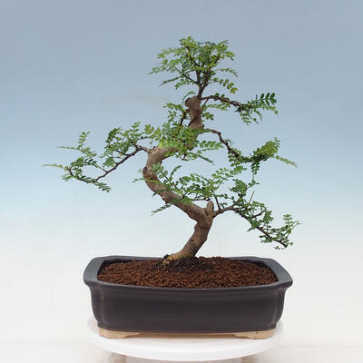 Pokojová bonsai - Zantoxylum piperitum - pepřovník - 3