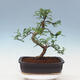 Pokojová bonsai - Zantoxylum piperitum - pepřovník - 3/7