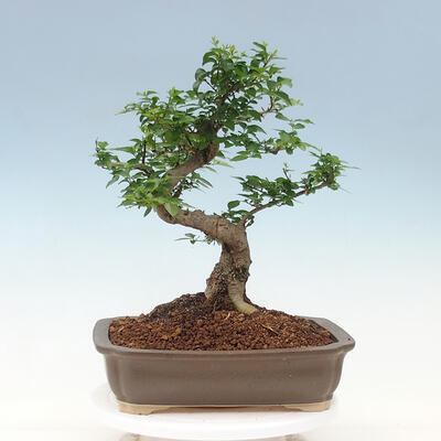Pokojová bonsai -Ligustrum chinensis - Ptačí zob - 3