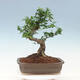 Pokojová bonsai -Ligustrum chinensis - Ptačí zob - 3/6