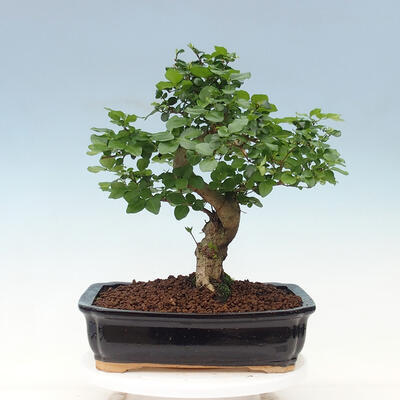 Pokojová bonsai -Ligustrum chinensis - Ptačí zob - 3