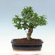 Pokojová bonsai -Ligustrum chinensis - Ptačí zob - 3/6