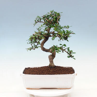 Pokojová bonsai - Carmona macrophylla - Čaj fuki - 3