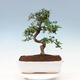 Pokojová bonsai - Carmona macrophylla - Čaj fuki - 3/7