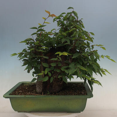 Venkovní bonsai - Zelkova - Zelkova serrata - 3