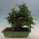 Venkovní bonsai - Zelkova - Zelkova serrata - 3/5