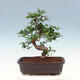 Pokojová bonsai - Carmona macrophylla - Čaj fuki - 3/7