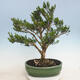 Pokojová bonsai - Buxus harlandii - korkový buxus - 3/6
