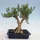 Pokojová bonsai - Buxus harlandii - korkový buxus - 3/6