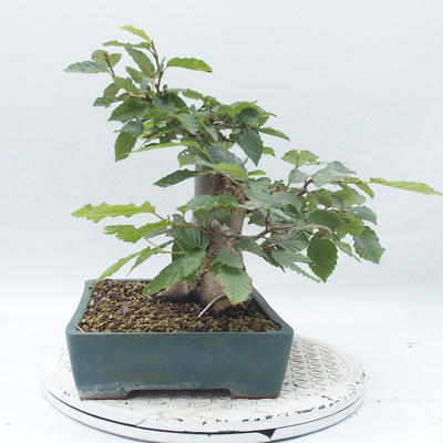 Venkovní bonsai -Carpinus  betulus - Habr obecný - 3