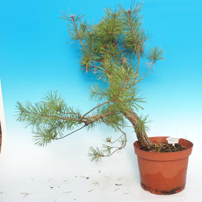 Yamadori - Borovice lesní - Pinus sylvestris - 3