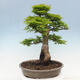 Venkovní bonsai -Javor dlanitolistý Acer palmatum Shishigashira - 3/7