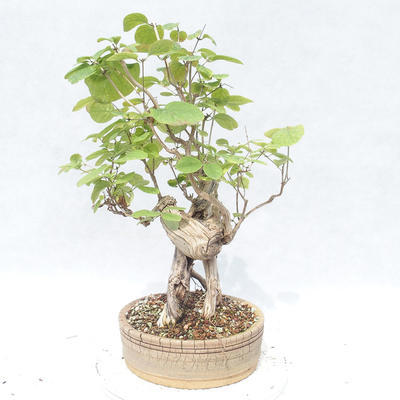 Venkovní bonsai - zimolez - Lonicera - 3