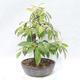 Venkovní  bonsai -  Pseudocydonia sinensis - Kdouloň čínská - 3/5