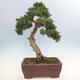 Venkovní bonsai - Juniperus chinensis Kishu-Jalovec čínský - 3/5