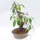 Venkovní  bonsai -  Pseudocydonia sinensis - Kdouloň čínská - 3/5