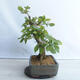 Venkovní bonsai - Habr obecný - Carpinus betulus - 3/5