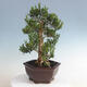 Pokojová bonsai - Buxus harlandii - korkový buxus - 3/5