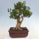 Pokojová bonsai - Buxus harlandii - korkový buxus - 3/7