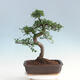 Pokojová bonsai - Ulmus parvifolia - Malolistý jilm - 3/6