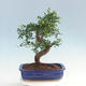 Pokojová bonsai - Ulmus parvifolia - Malolistý jilm - 3/6