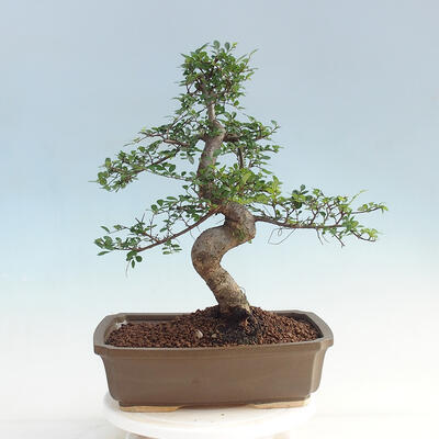 Pokojová bonsai - Ulmus parvifolia - Malolistý jilm - 3