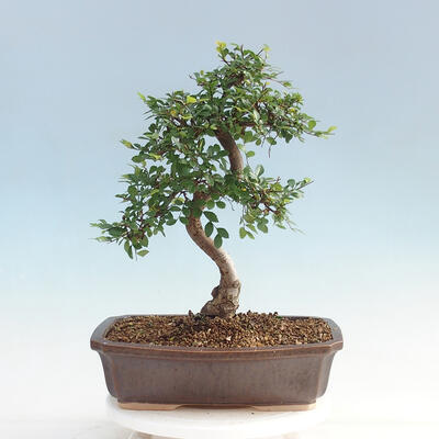Pokojová bonsai - Ulmus parvifolia - Malolistý jilm - 3