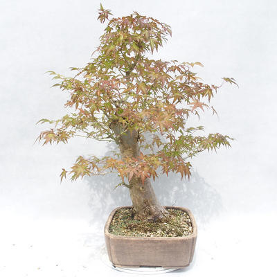 Venkovní bonsai -Javor dlanitolistý Acer palmatum - 3