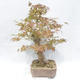 Venkovní bonsai -Javor dlanitolistý Acer palmatum - 3/5