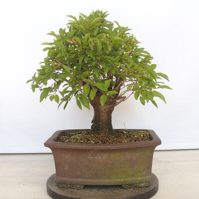 Venkovní bonsai - Mahalebka - Prunus mahaleb - 3