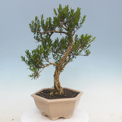 Pokojová bonsai - Buxus harlandii - korkový buxus - 3